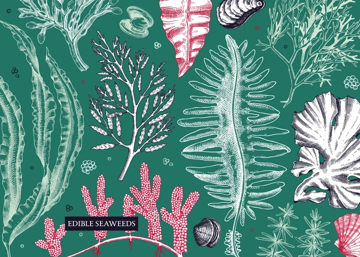 Seaweed vector background in sketch style. Edible algae - golden kelp, wakame, kombu, hijiki, rish moss drawings. Underwater plant botanical illustration in color. Healthy food, cosmetics ingredients